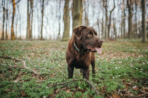 En hund som står på ett grästäckt fält — Stockfoto