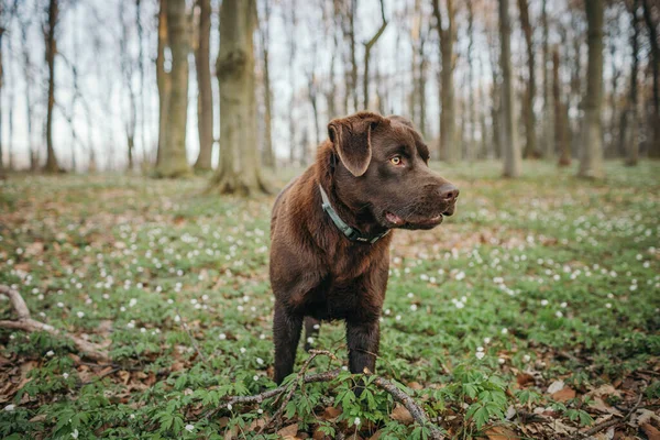 Duży brązowy pies stojący obok lasu — Zdjęcie stockowe