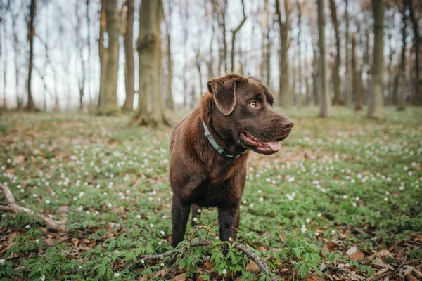 En hund som står på ett grästäckt fält — Stockfoto