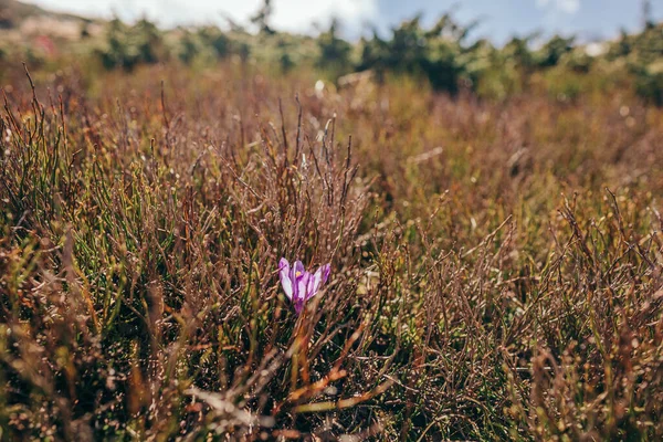Una flor está de pie en un campo de hierba seca — Foto de Stock