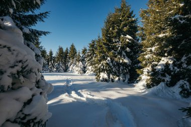 Karla kaplı orman yolculuğu