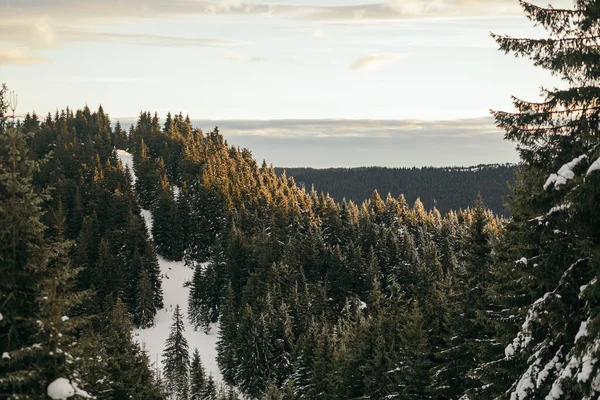 Uma Manada Ovelhas Cima Uma Árvore Coberta Neve Foto Alta — Fotografia de Stock