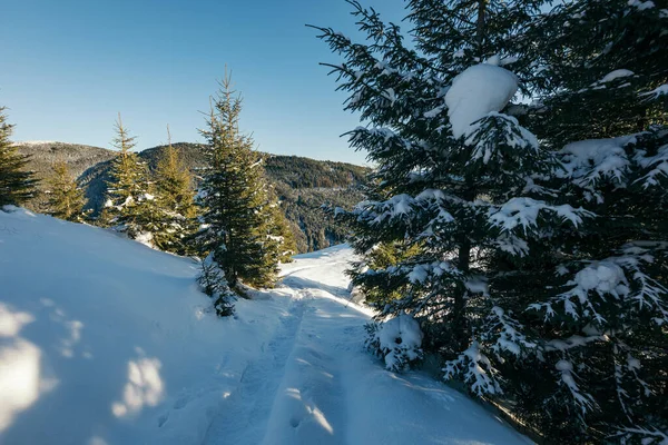 Nahaufnahme eines schneebedeckten Waldes — Stockfoto