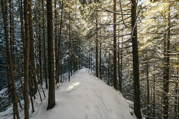 Um caminho com árvores no lado de uma floresta coberta de neve — Fotografia de Stock