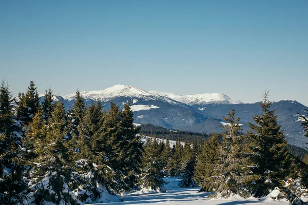 Nahaufnahme eines schneebedeckten Baumes — Stockfoto