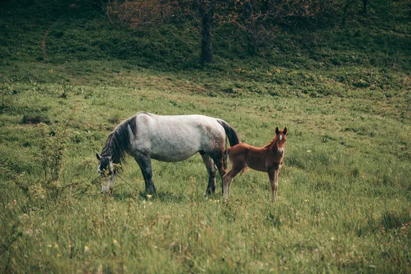 Una vaca pastando en un exuberante campo verde —  Fotos de Stock