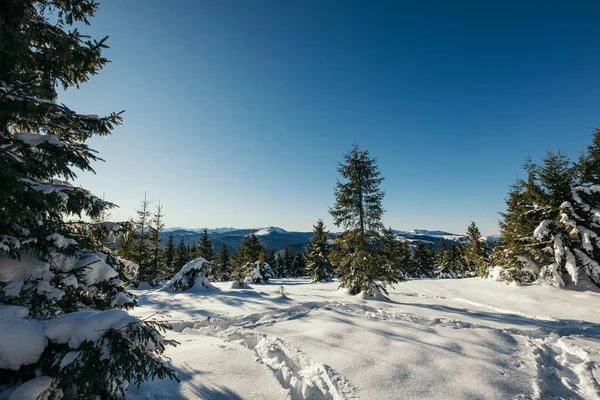 Ein schneebedeckter Baum — Stockfoto