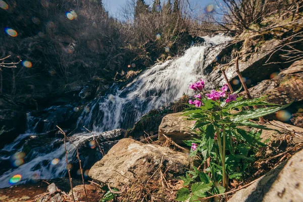 Een waterval omringd door bomen — Stockfoto