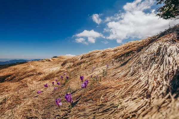 Een groep paarse bloemen op een strand — Stockfoto
