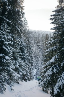 Karla kaplı bir ağaç.