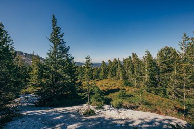 Arkasında dağ olan bir ağaç.