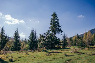 Yeşillik bir tarlanın ortasında bir ağaç.