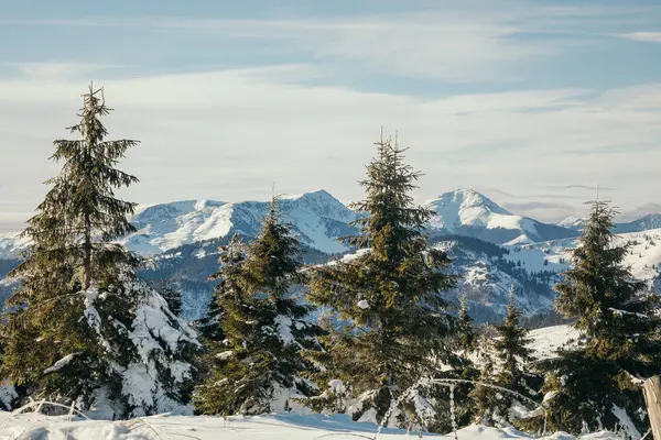 Ein Baum mit einem Berg im Schnee — Stockfoto