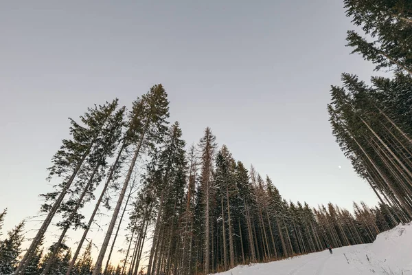 雪坡边的一棵树，覆盖在雪地的斜坡上 — 图库照片