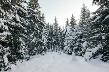 Karla kaplı yamaçta kayak yapan bir adam.