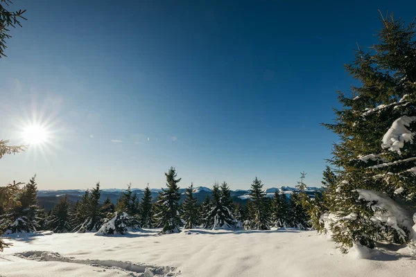 Nahaufnahme eines schneebedeckten Baumes — Stockfoto