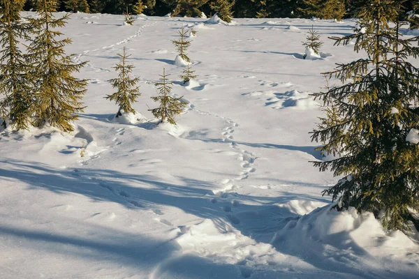 Ein schneebedeckter Baum — Stockfoto