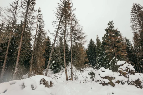 En man rider skidor ner för en snötäckt sluttning — Stockfoto