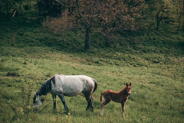 Пара коричневых лошадей, стоящих на пышном зеленом поле — стоковое фото