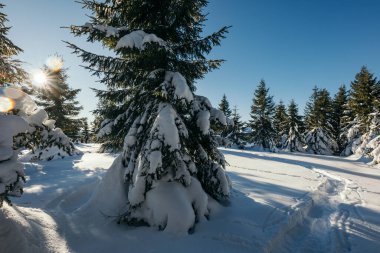 Karla kaplı ormanda kayak yapan bir adam.