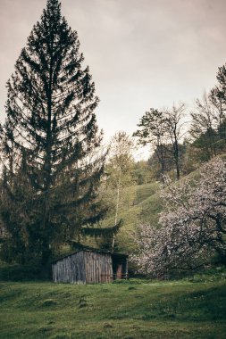 Ormanda büyük bir ağaç
