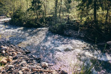 Ormanın içinden akan bir nehir