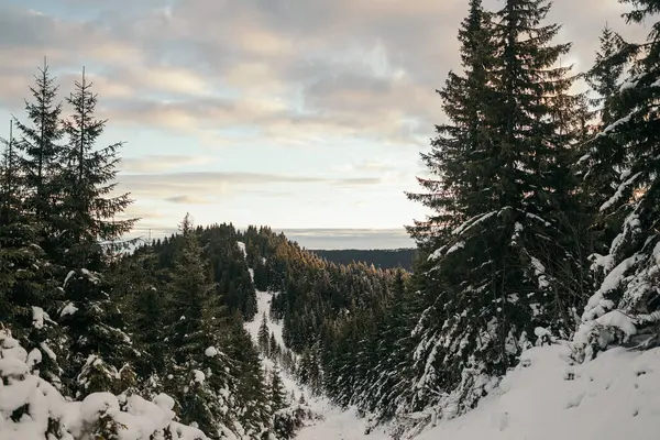 Ein schneebedeckter Baum — Stockfoto