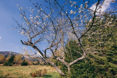 Tarlada büyük bir ağaç