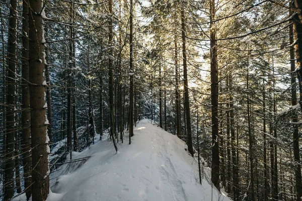 Um caminho com árvores no lado de uma floresta coberta de neve — Fotografia de Stock