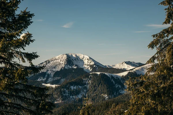 Ein Baum mit einem Berg im Hintergrund — Stockfoto