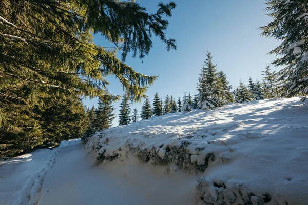En närbild av ett träd täckt av snö — Stockfoto