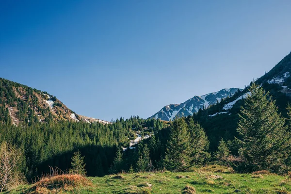 Een boom met een berg op de achtergrond — Stockfoto