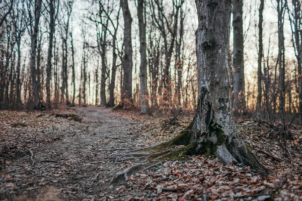 Ein Baum inmitten eines Waldes — Stockfoto