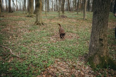 Ormanın yanında duran kahverengi bir ayı.