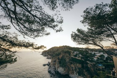 Suyun yanında bir ağaç.