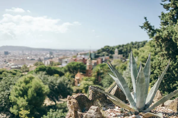 Zblízka na rostlinu — Stock fotografie