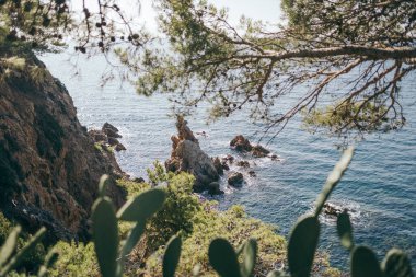 Bir bitkinin yakın çekimi.