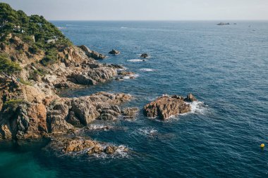 Bir su kütlesinin yanında bir kayanın üzerinde duran bir martı sürüsü.