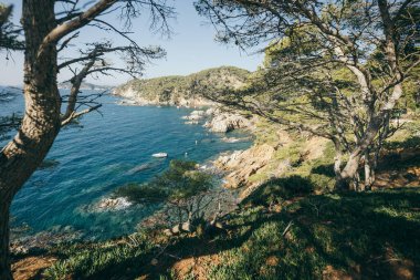 Gölün yanında bir ağaç.