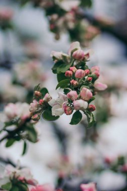 Bir çiçeğe yakın çekim