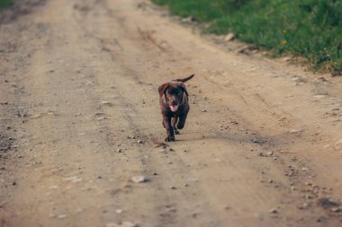 Toprak yolda yürüyen bir köpek