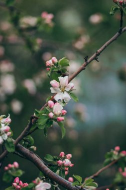 Ağaç dalına tünemiş küçük bir kuş