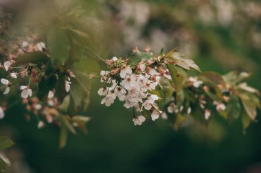Bir çiçeğe yakın çekim