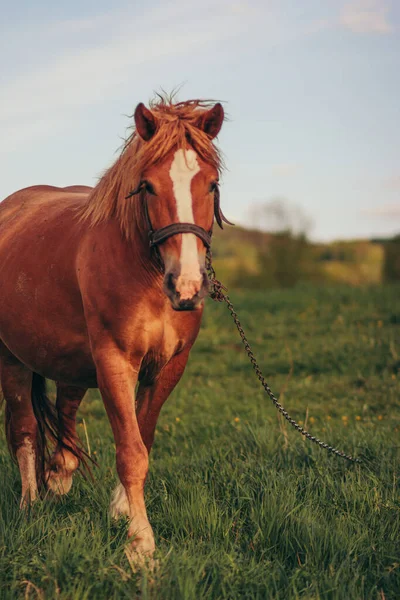 Um cavalo marrom em pé em cima de um campo coberto de grama — Fotografia de Stock