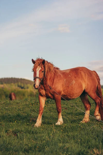 Um cavalo marrom em pé em cima de um campo coberto de grama — Fotografia de Stock