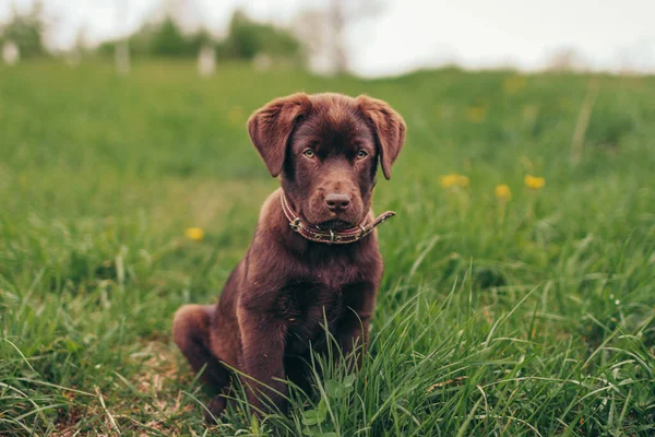 Большая коричневая собака, лежащая поверх покрытого травой поля — стоковое фото