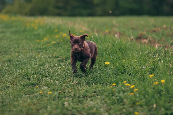 En hund som springer i ett gräsfält — Stockfoto