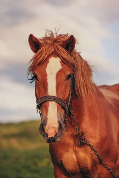 Un primer plano de un caballo — Foto de Stock