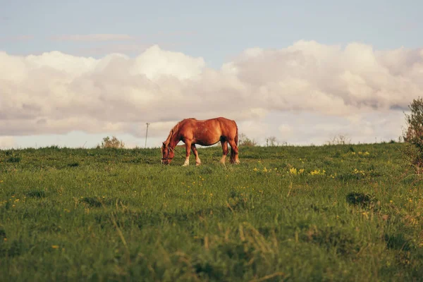 Ein braunes Pferd weidet auf einem Feld — Stockfoto