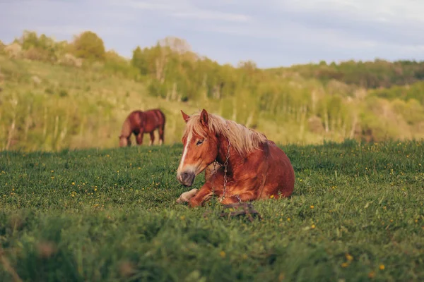 Um cavalo em pé em cima de um campo verde exuberante — Fotografia de Stock